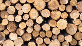 Beim Holzverarbeiter Steico laufen die Geschäfte 2023 schlechter als bisher erwartet. Bild und Copyright: manfredxy / shutterstock.com.