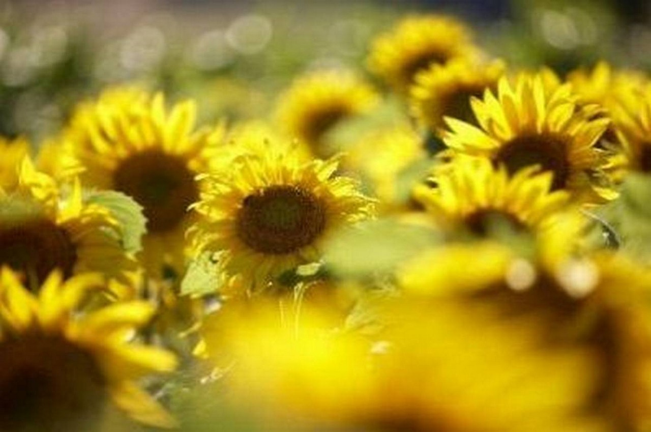 Sonnenblumen von KWS Saat. Bild und Copyright: KWS Saat