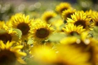 Sonnenblumen von KWS Saat. Bild und Copyright: KWS Saat